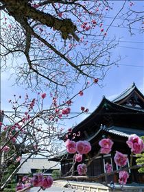 さやか・桜も良いけれど