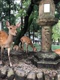 奈良旅🦌鹿せんべい🍘