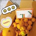 今日はみかん