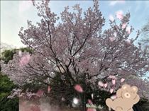 さやか・満開なのは