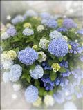 紫陽花の季節