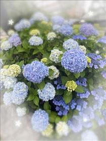 さやか・紫陽花の季節