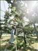 福島で食べた佐藤錦