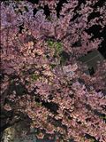 夜桜～