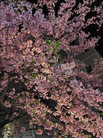 かえで・夜桜～