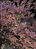 夜桜～