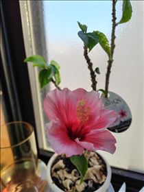 かえで・また咲いた！