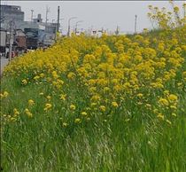 かえで・プチお知らせ