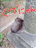 ぐでにゃん