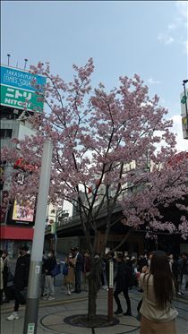 かえで・新宿駅前に