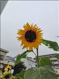 季節わからん