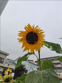 かえで・季節わからん