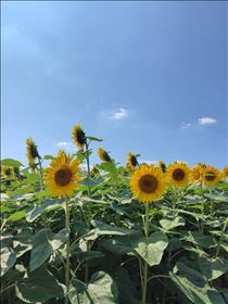 かえで・梅雨明け！