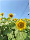 単細胞すぎる