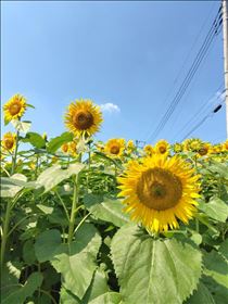 かえで・単細胞すぎる