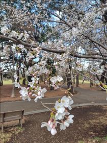 かえで・サクラサク