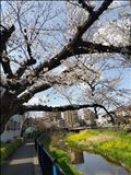 桜、咲いたよ