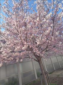 かえで・ぶるーみん！