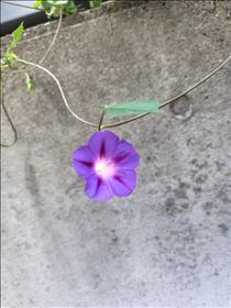 かえで・またまたみっけ