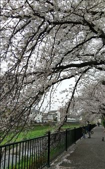 かえで・川沿いの桜