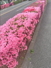 かえで・あいわなびうぃずーゆー