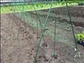 種を何となく植えた結果