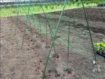 るい・種を何となく植えた結果