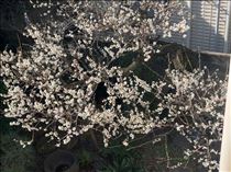 るい・絶賛、満開中
