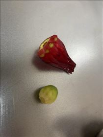 るい・ローゼルはこんな感じだよ