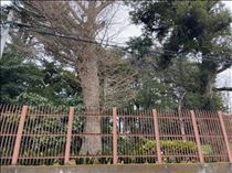 るい・御苑の空気を浴びています