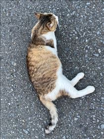 るい・めたんこ可愛いがったぁ