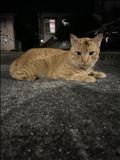 五島の猫ちゃんコレクション　2