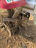 畑にいました