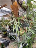 謎の植物オンパレード