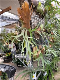 るい・謎の植物オンパレード