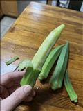 なんでやねん