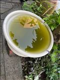 ミジンコを探す冒険
