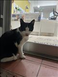 五島の猫ちゃんコレクション　2 