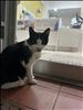 五島の猫ちゃんコレクション　2 