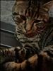 五島の猫ちゃん　コレクション