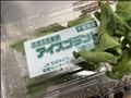 お初にお目にかかります　アイスプラント