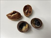 るい・珍しい