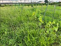 るい・草は凄いよね