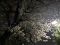 夜桜を見に行った