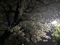 るい・夜桜を見に行った