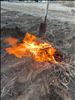 草を焼く