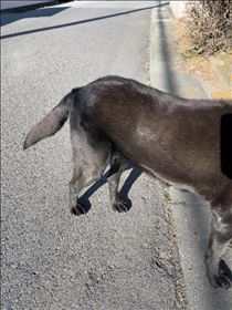 犬は人間とは違うのだね