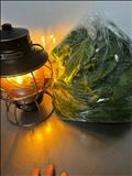 ツルムラサキ農家になれそう