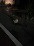 近所に癒し系が住んでるようです
