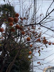 るい・柿の木の思い出